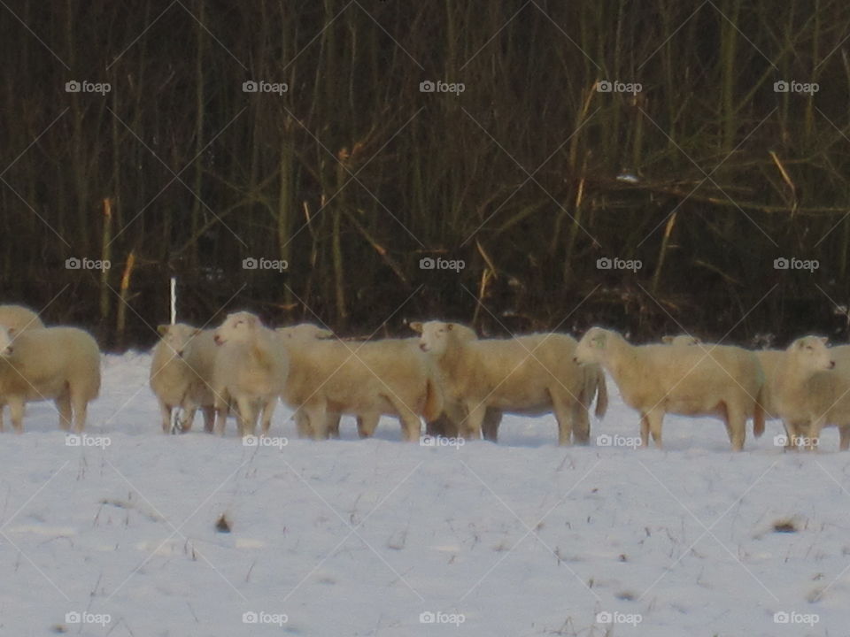 Sheep In The Snow