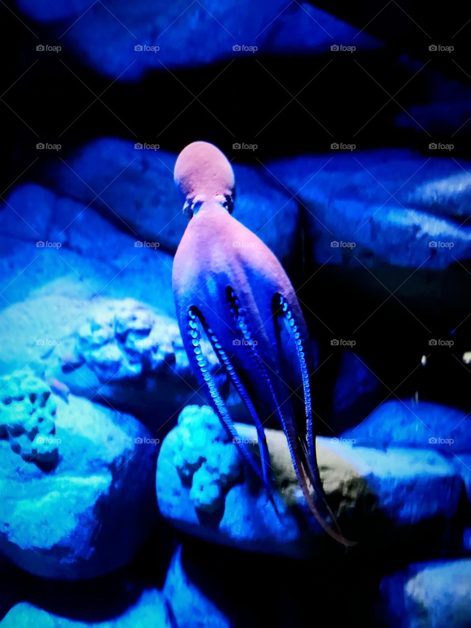 Octopus @ S. E. A. AQUARIUM In Singapore