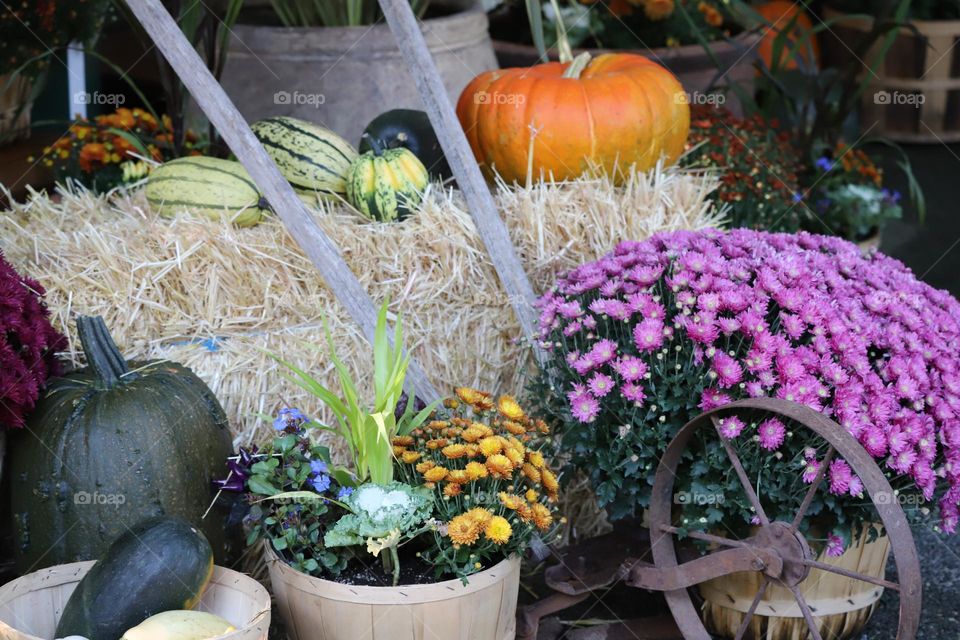 Decorative pumpkins on a haystack and potted flowers around making festive autumn scenery 