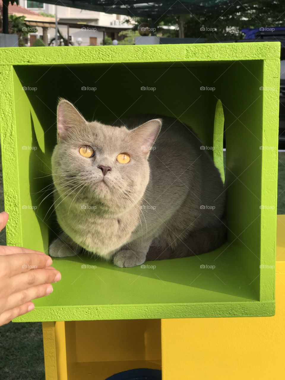Grey cat chilling in a wooden box!