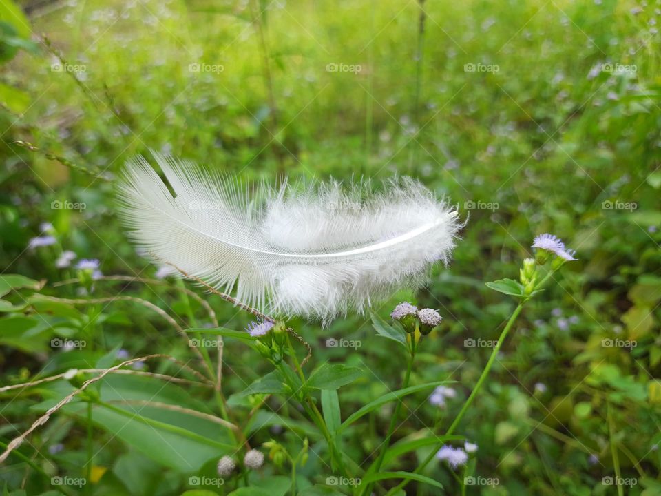 lightness of a feather