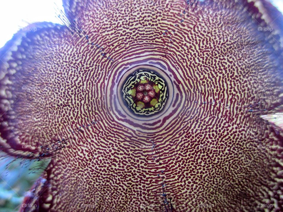 Edithcolea Grandis Flower