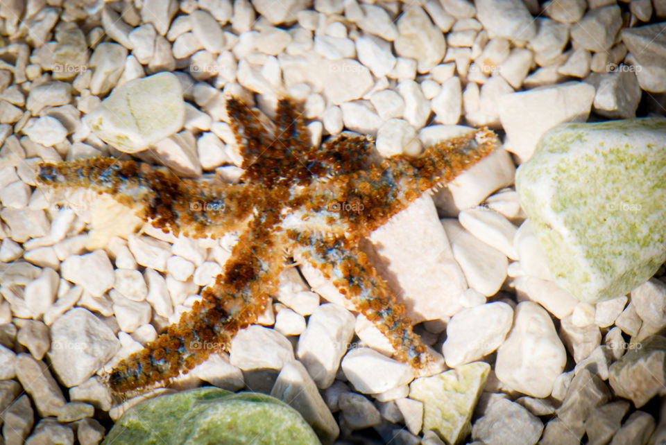 Starfish in the Adria