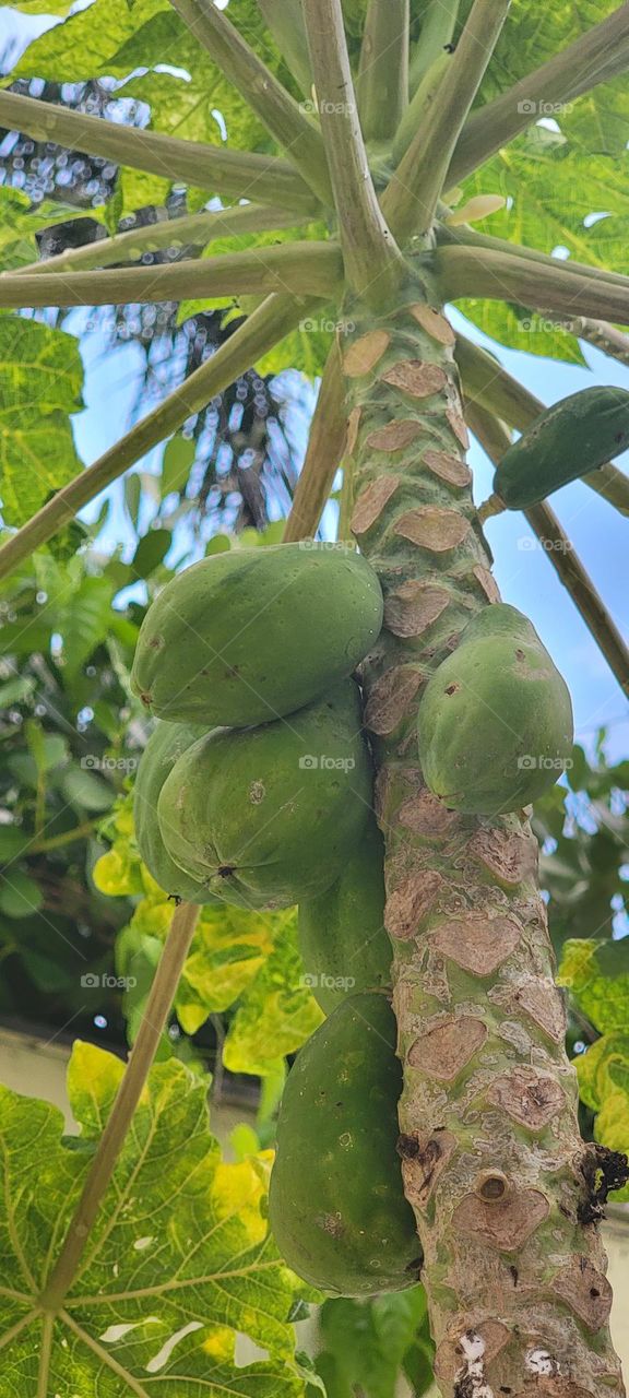 Papaya tree