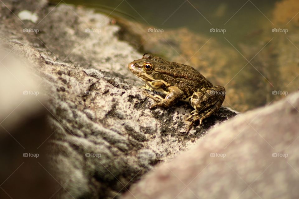 A Frog on a rock