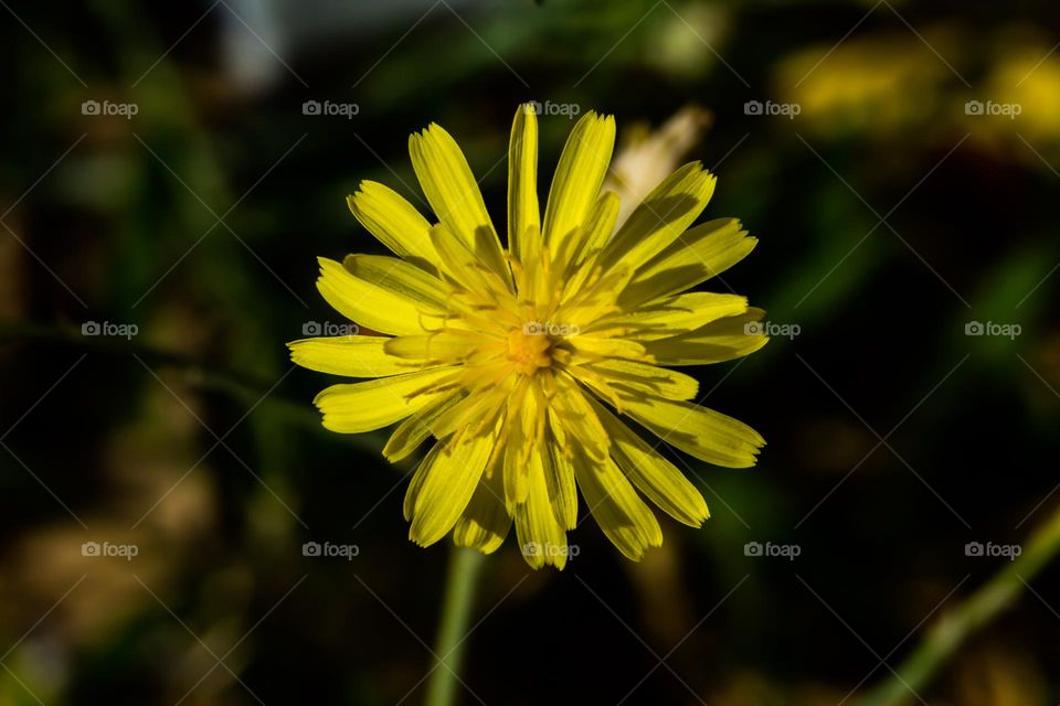 yellow colour flower