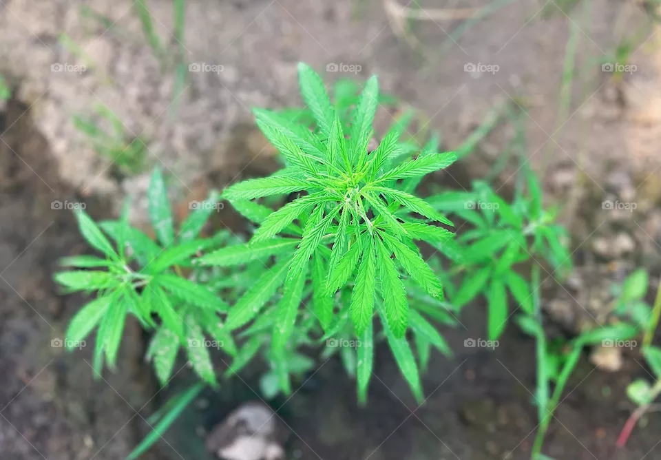 Closeup of marijuana plant