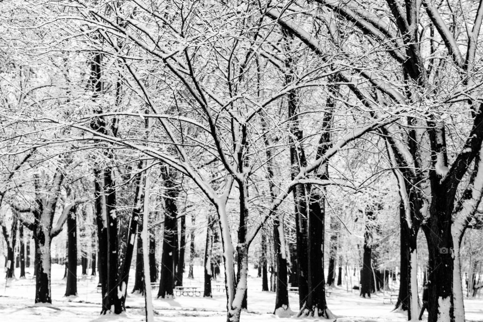 Snow covered trees in winter
