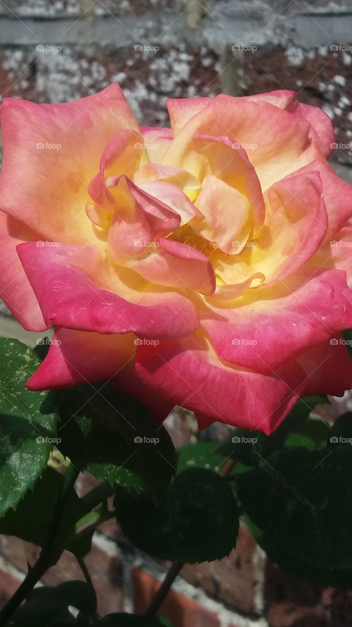 rose