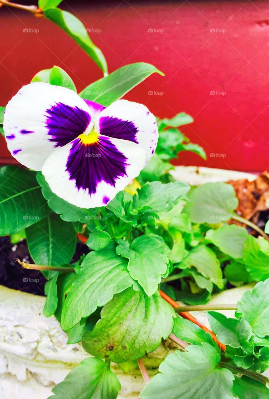 White and purple pansy close up photo against a red background. Green leaves with a plant inside a pot. 