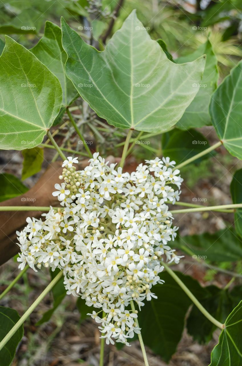 Candlenut Blossom And Leaves