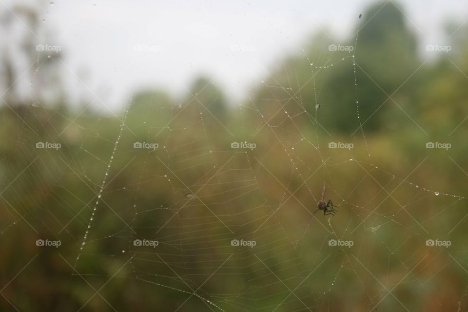 Web