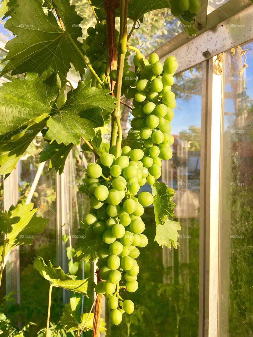 Grapes in the greenhouse