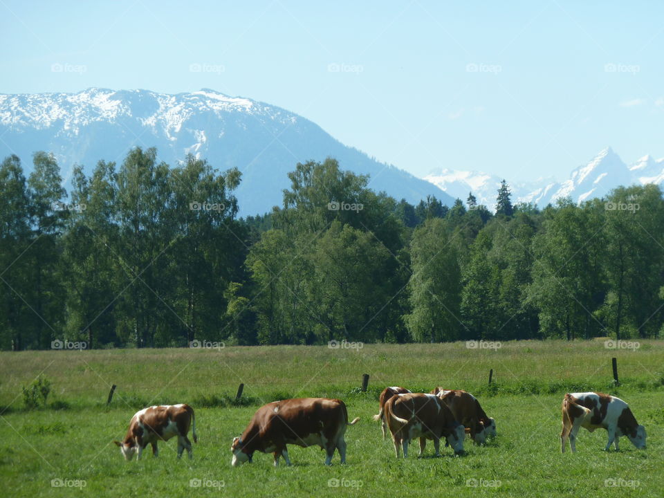 Bergidyll mit Kühen