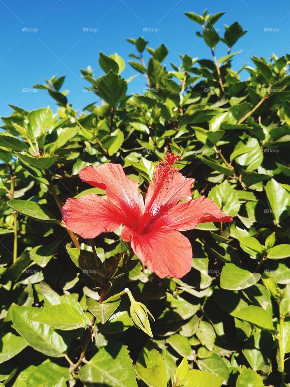 The red rose is a flower characterized by its vibrant and attractive colors, ranging from light to dark red, and is considered a symbol of beauty and love. The rose consists of soft, harmonious petals that form a circular or conical shape. Sometimes,