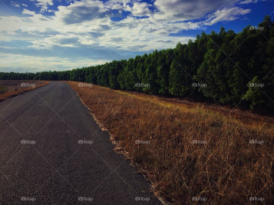 The road around the forest with blue sky