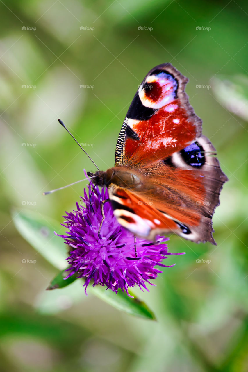 peacock butterfly close up