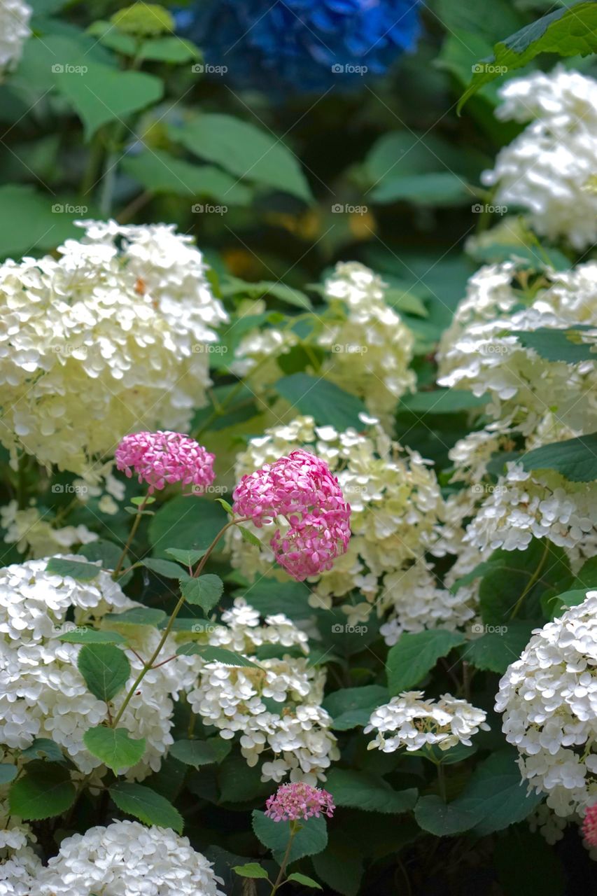 hydrangea