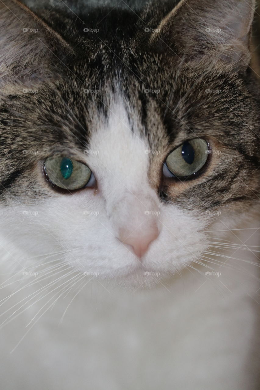 Green eyed short haired tabby cat headshot closeup 