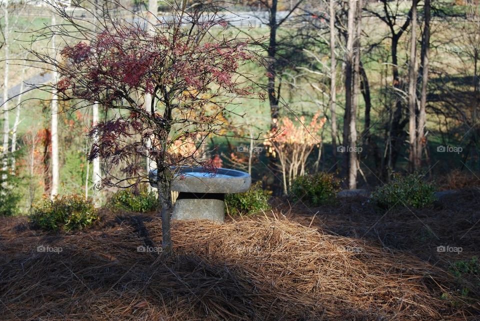 Bird bath trees