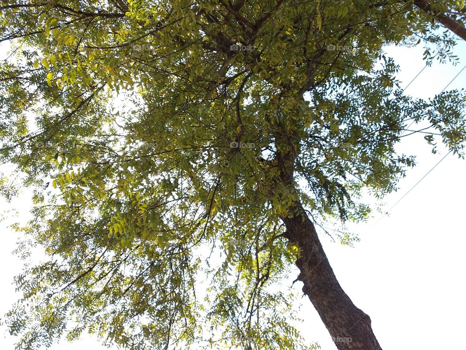 click by me 
pic by tree 
this is the neem tree 
@aaahu_photography