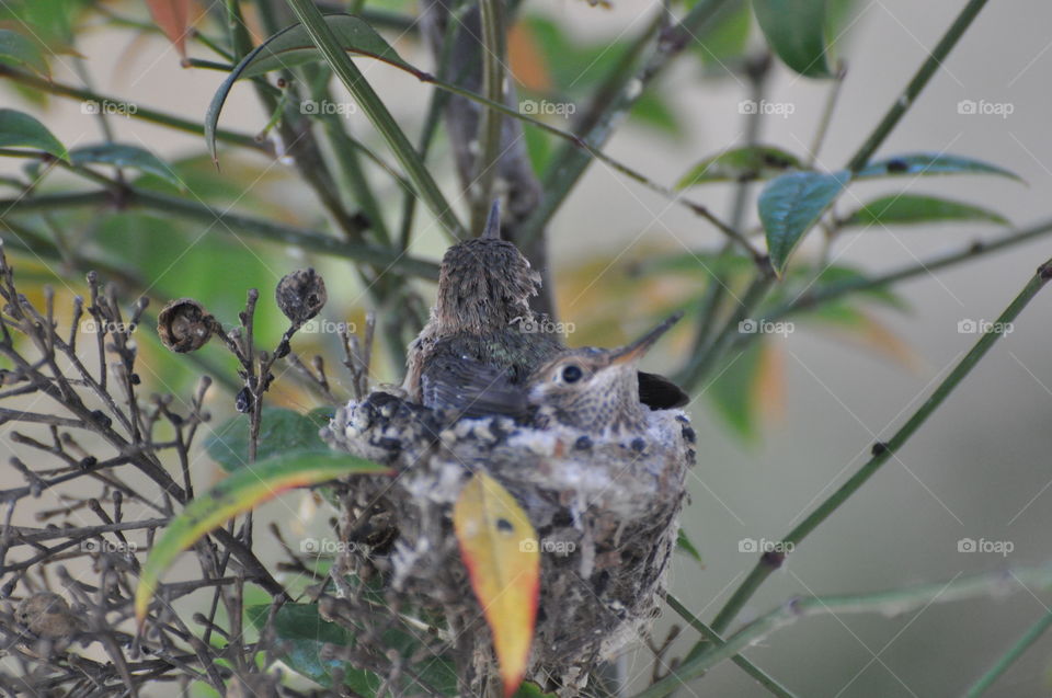 Hummingbird baby chicks