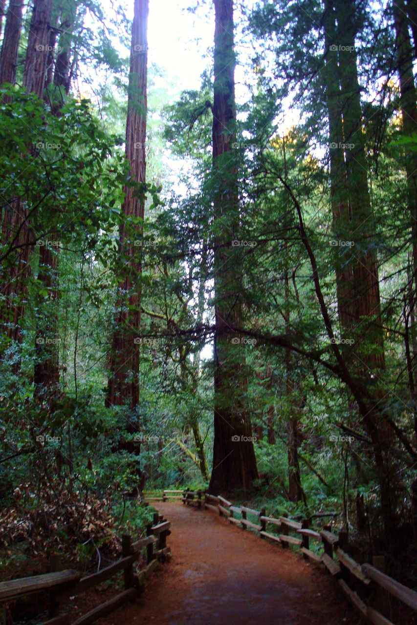 muir woods trees