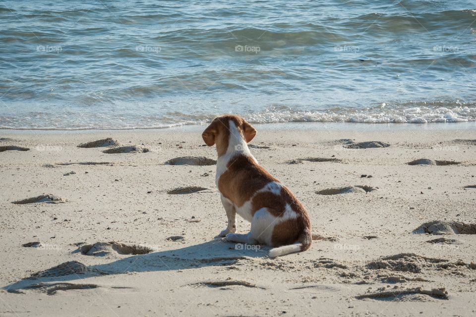 A cute dog watch the beautiful sea in the morning