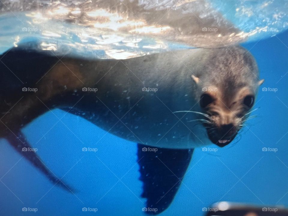 Sea lion face expression 