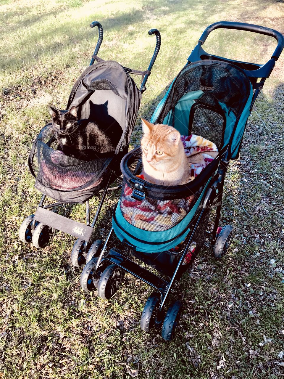 Two darling little kitties waiting in their strollers for their ride around the backyard! 