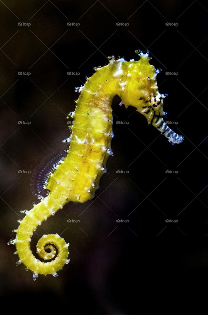 Beautiful yellow colour seahorse