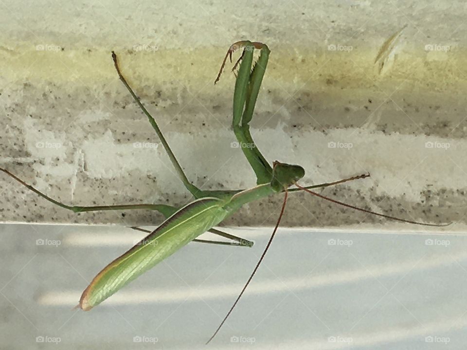 praying mantis on terrace