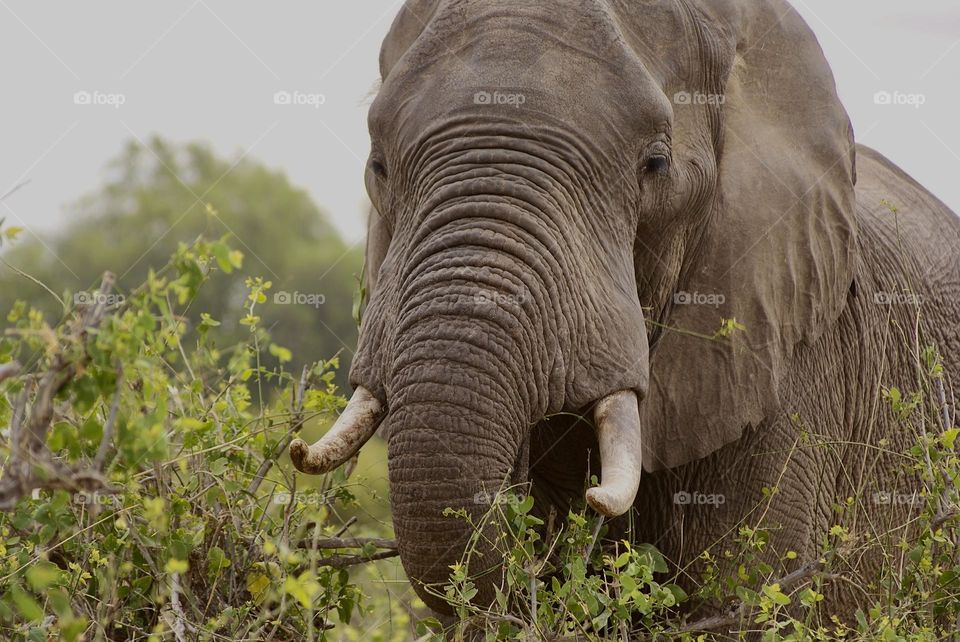A close up shot of an African elephant 