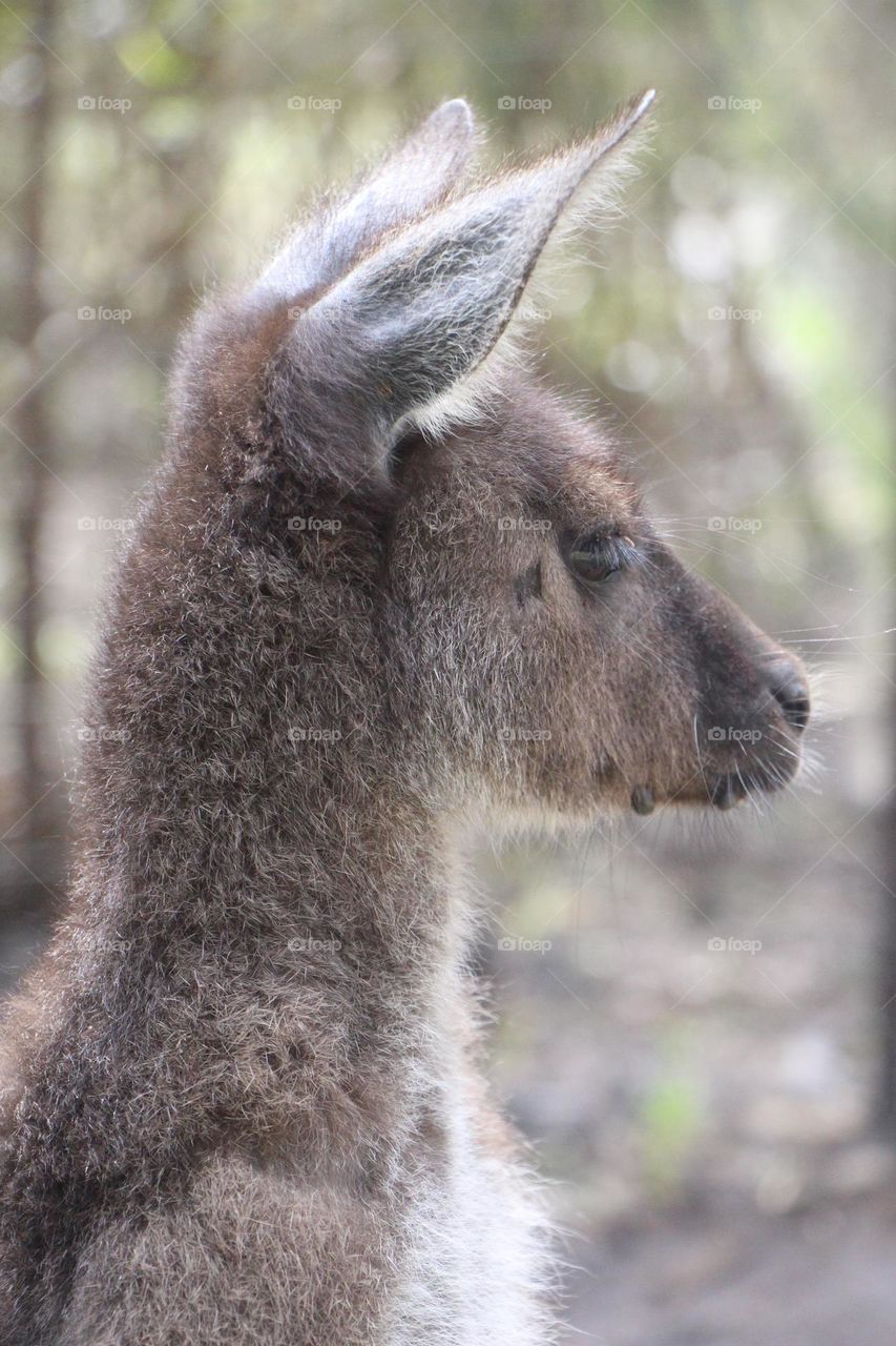A young kangaroo Joey standing upright, looking at the world with curious eyes and a flick of its small ears.