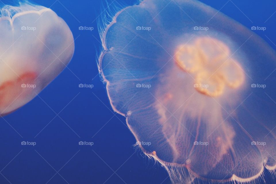 Jellyfish. Close up