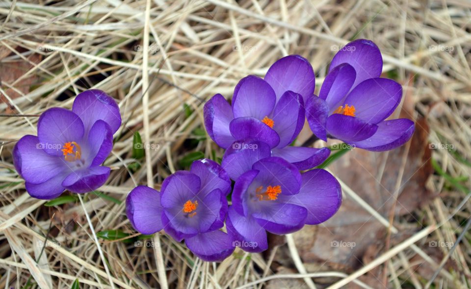 Crocus flower