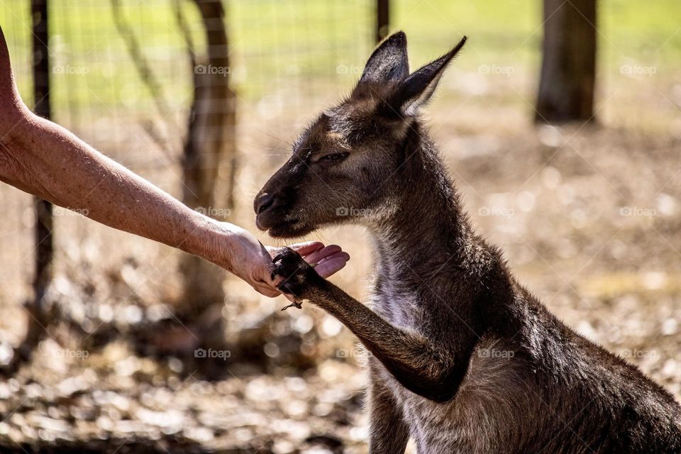 Young eastern grey kangaroo (Macropus giganteus) with its paw in a human hand; communicating with animals, South Australia, concept friendship and interaction, animal rescue and wildlife