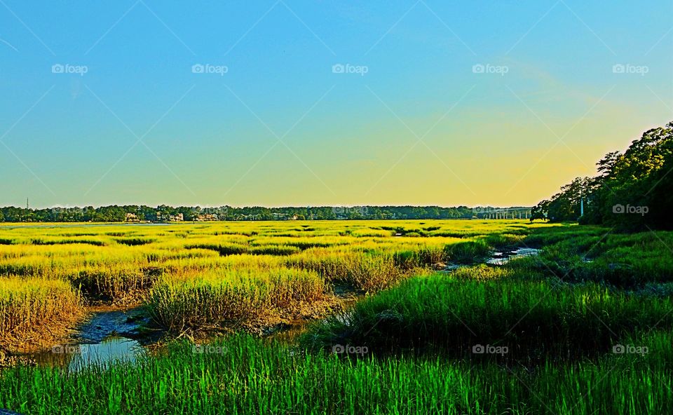 Marshland 1