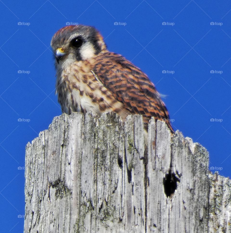 American kestrel