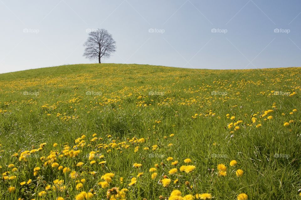 Dandellions Field