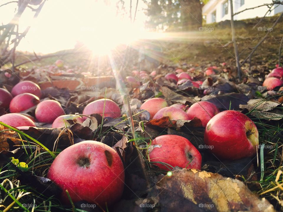 Red apples