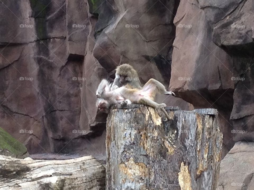 Dramatic monkey