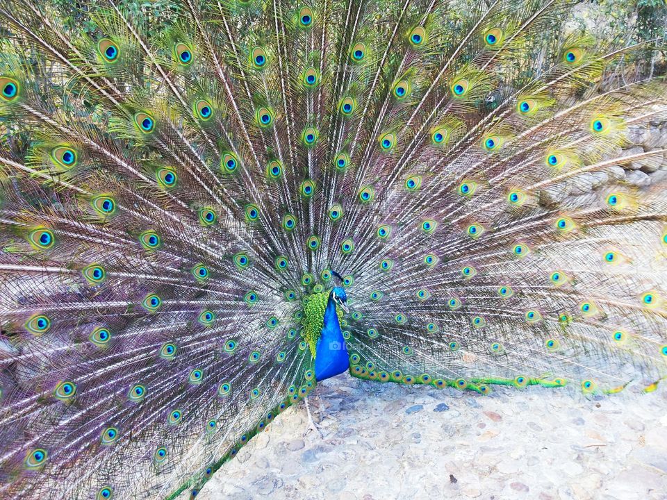 High angle view of peacock