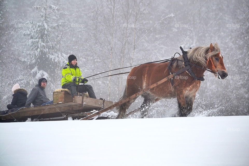 Horse sledding