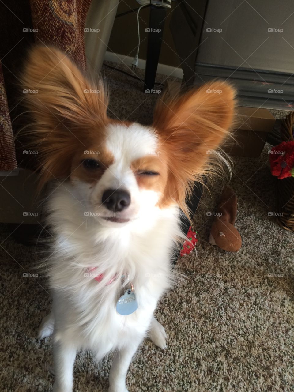 Sleepy papillon puppy
