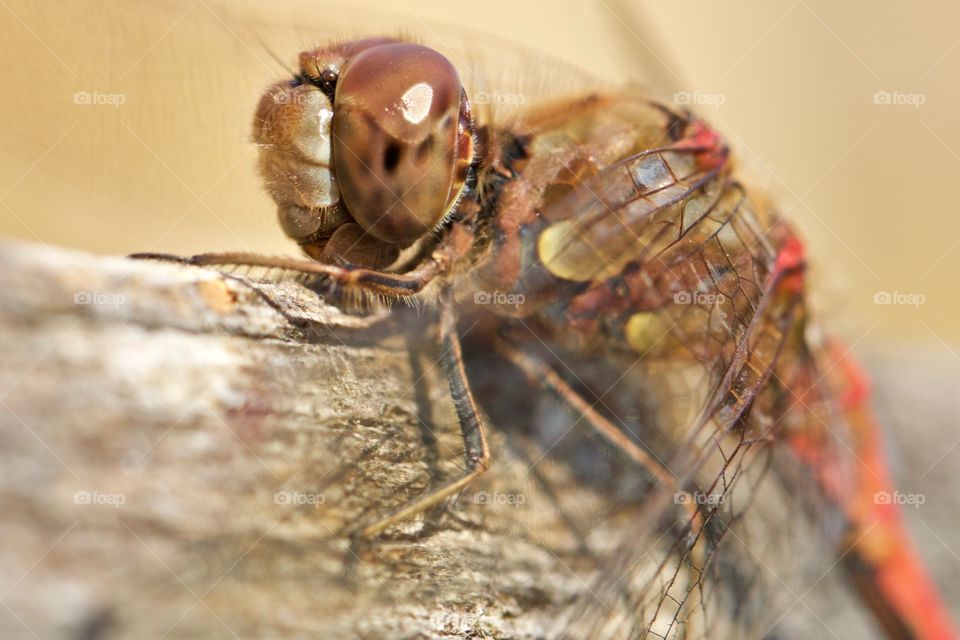 Dragonfly Close-Up