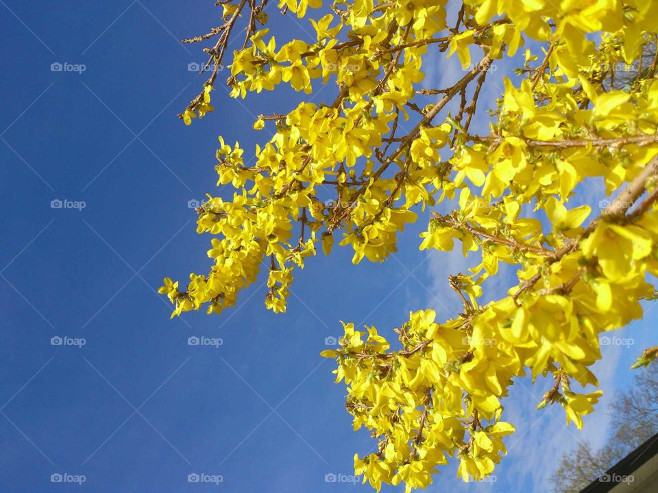 forsythia