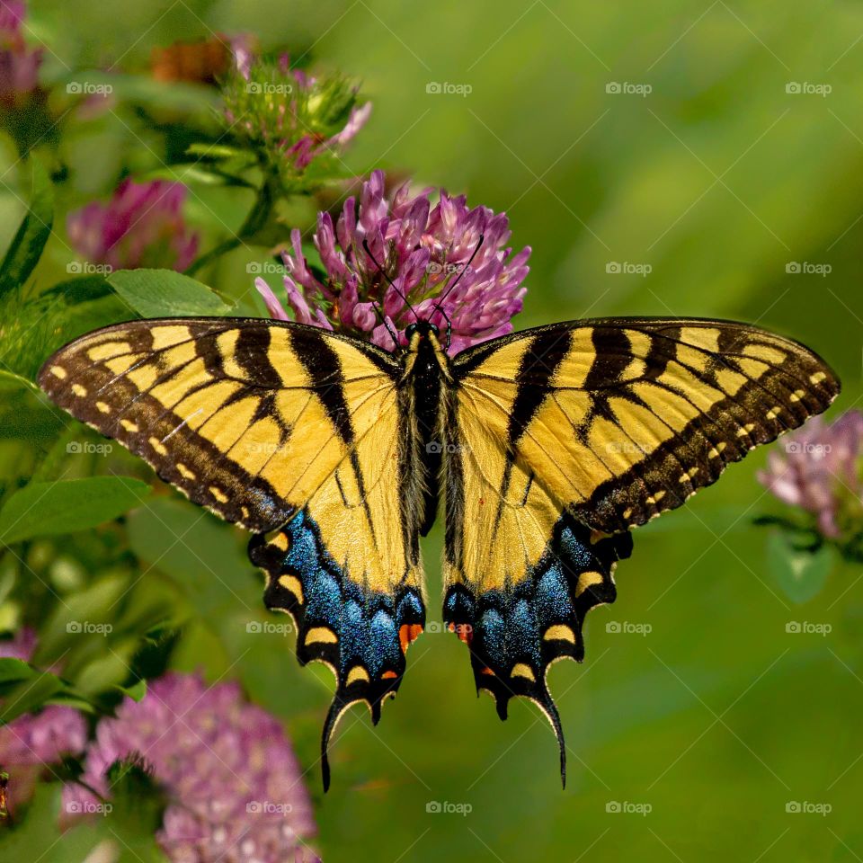 Beautiful and colourful butterfly