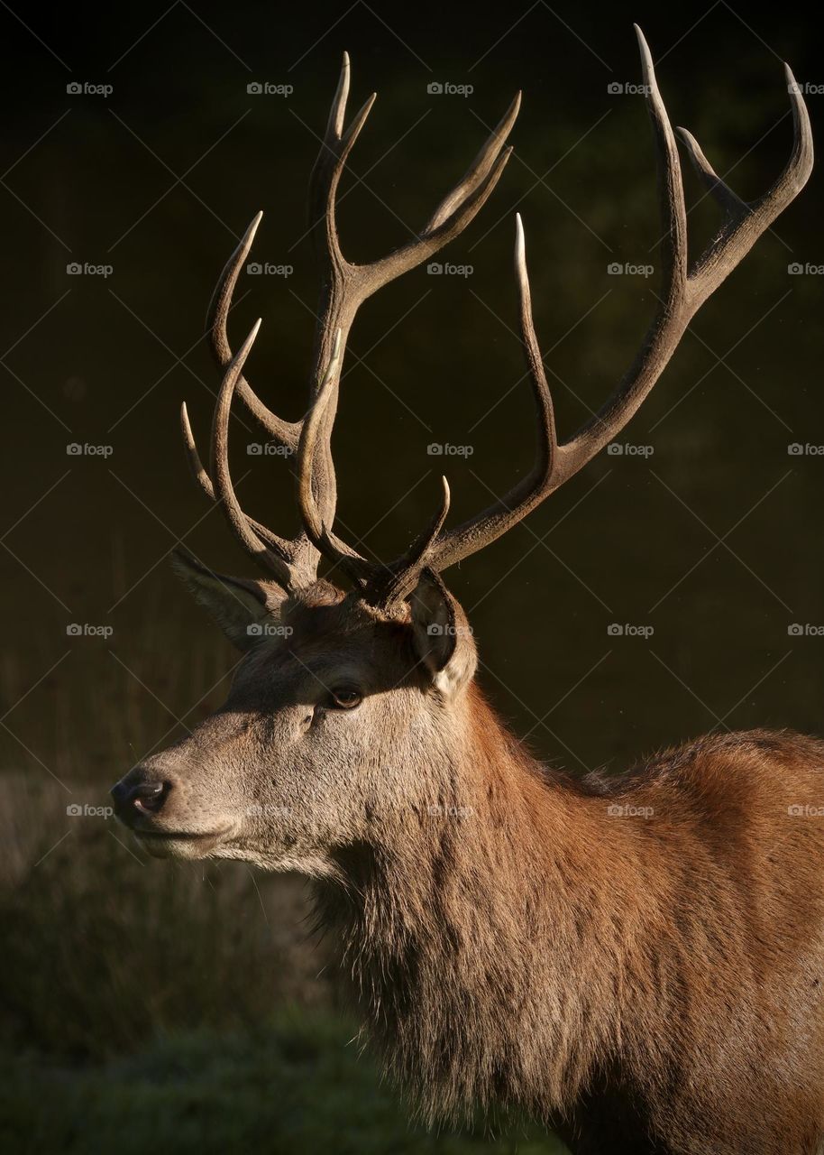Red stag deer