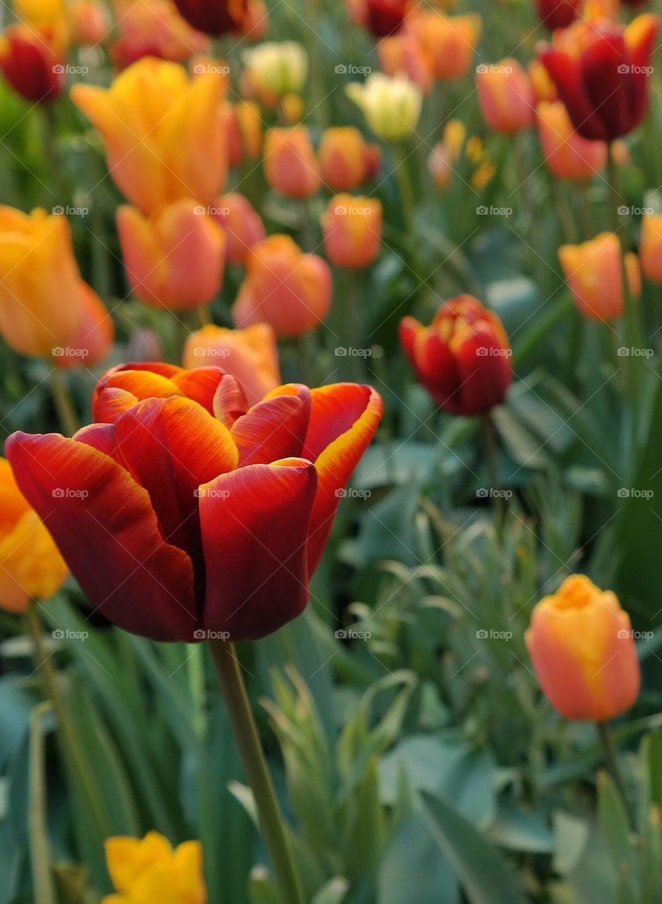 Beautiful Tulips